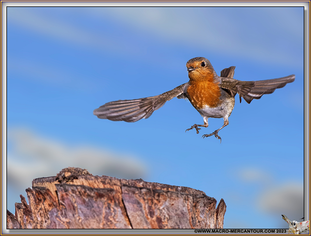 Rouge-Gorge